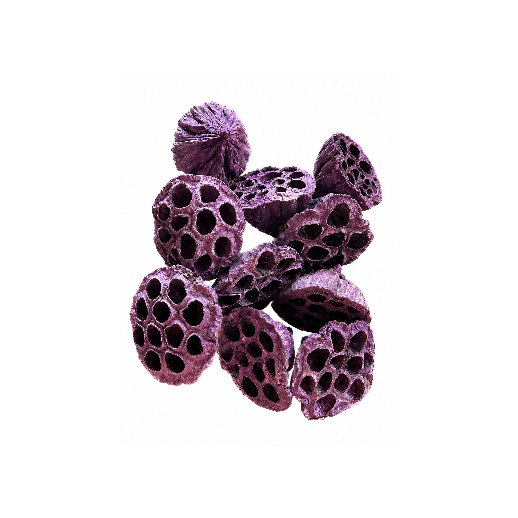 Termés Lotus Pod 6-8cm s/10 lila