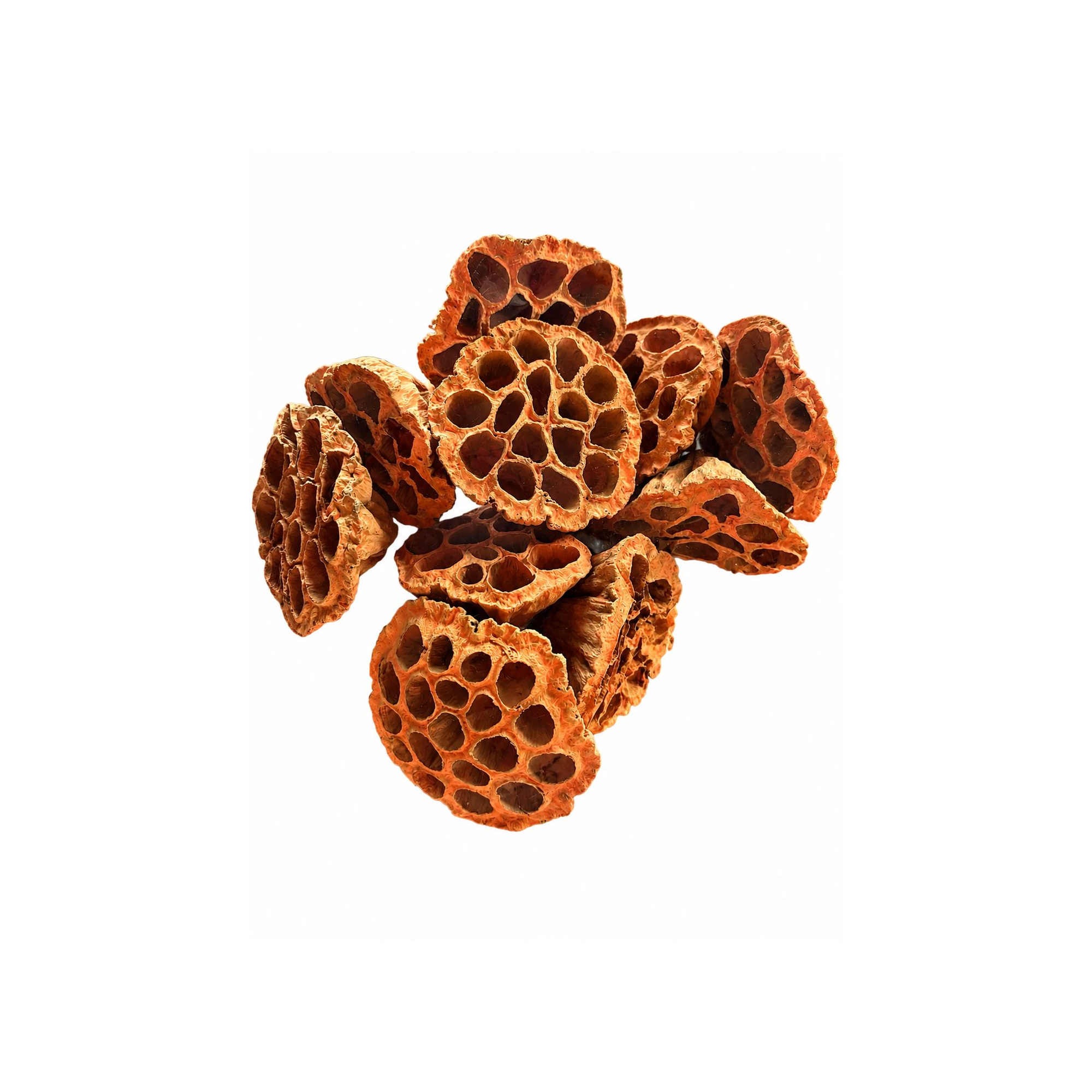 Termés Lotus Pod 6-8cm s/10 narancs