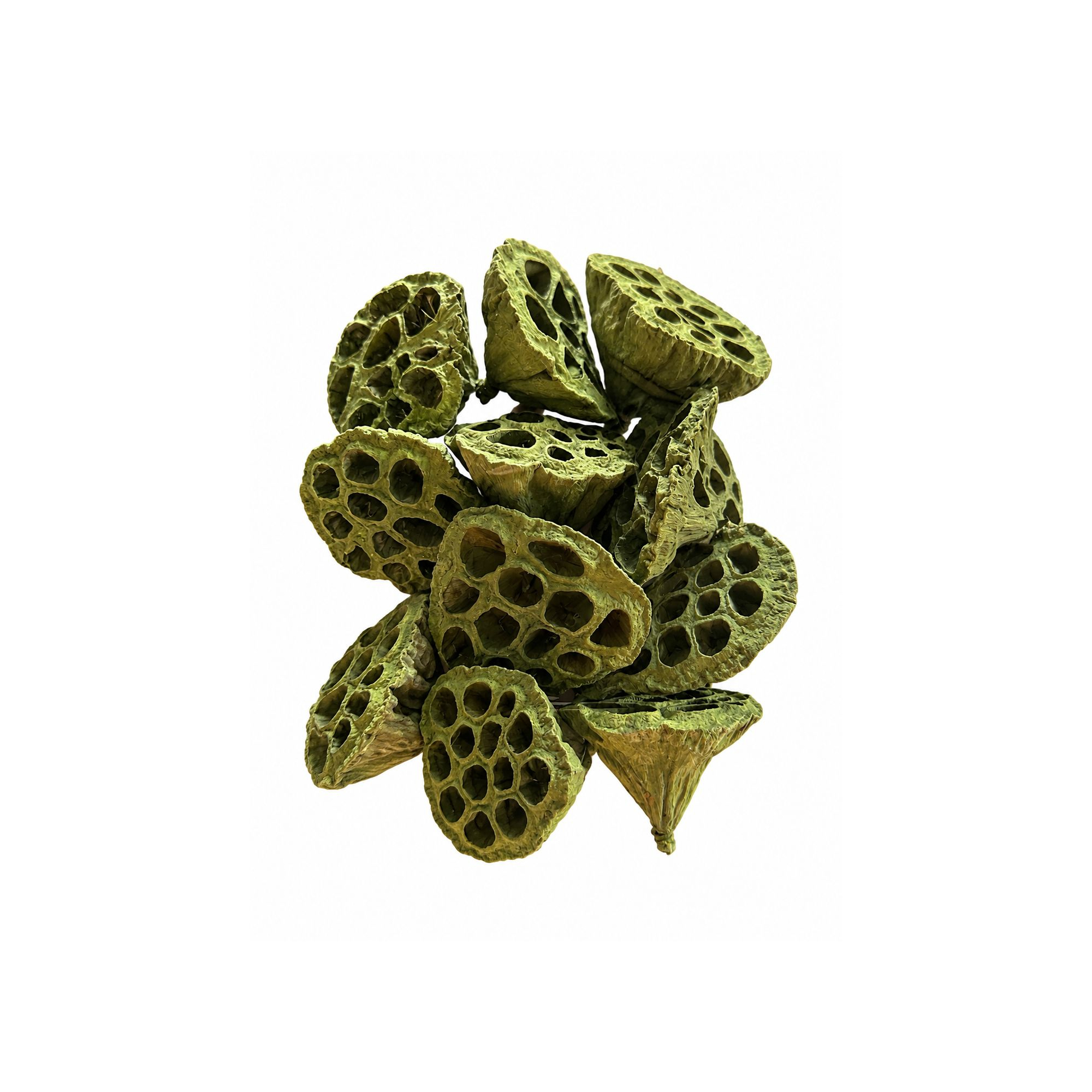 Termés Lotus Pod 6-8cm s/10 olivazöld