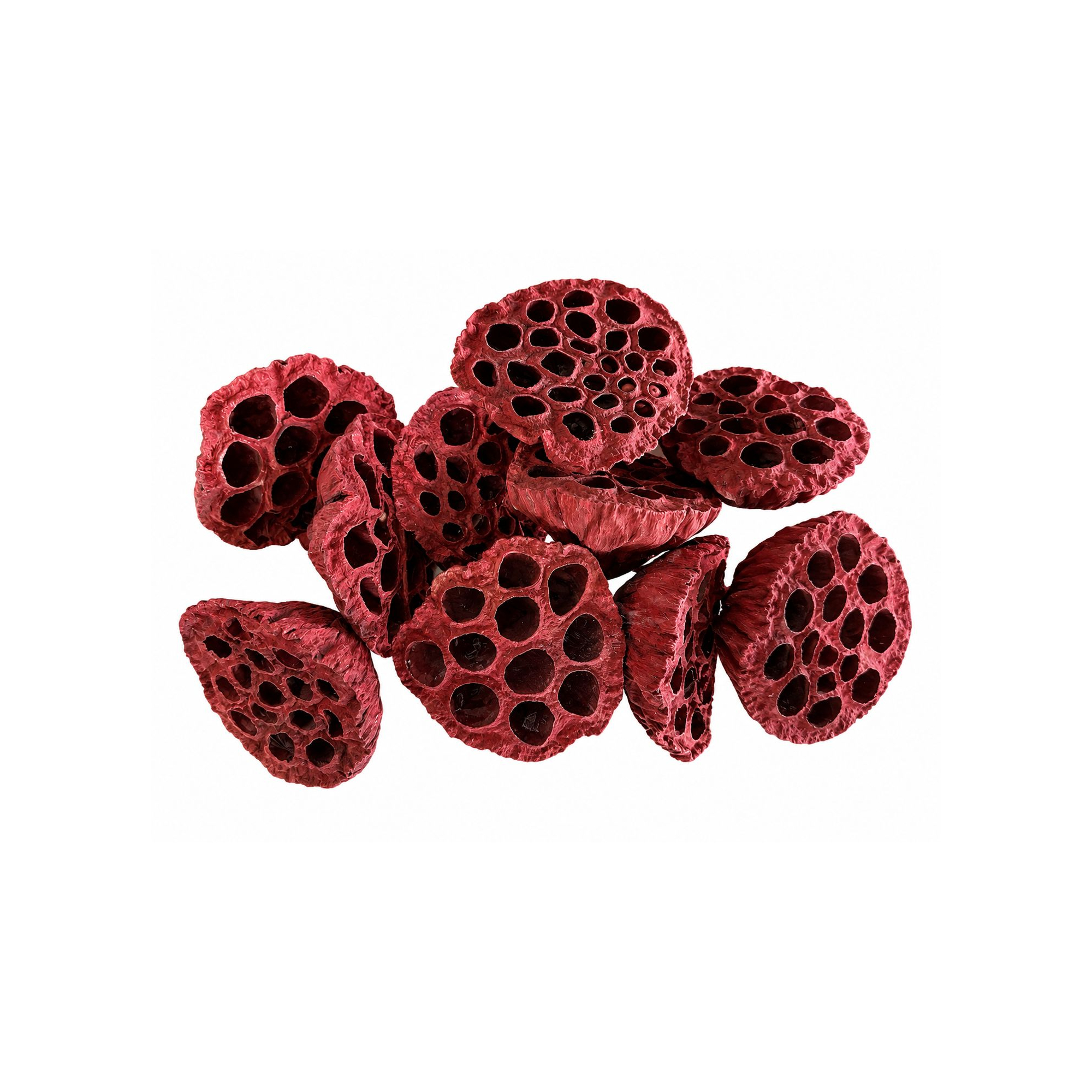 Termés Lotus Pod 6-8cm s/10 piros