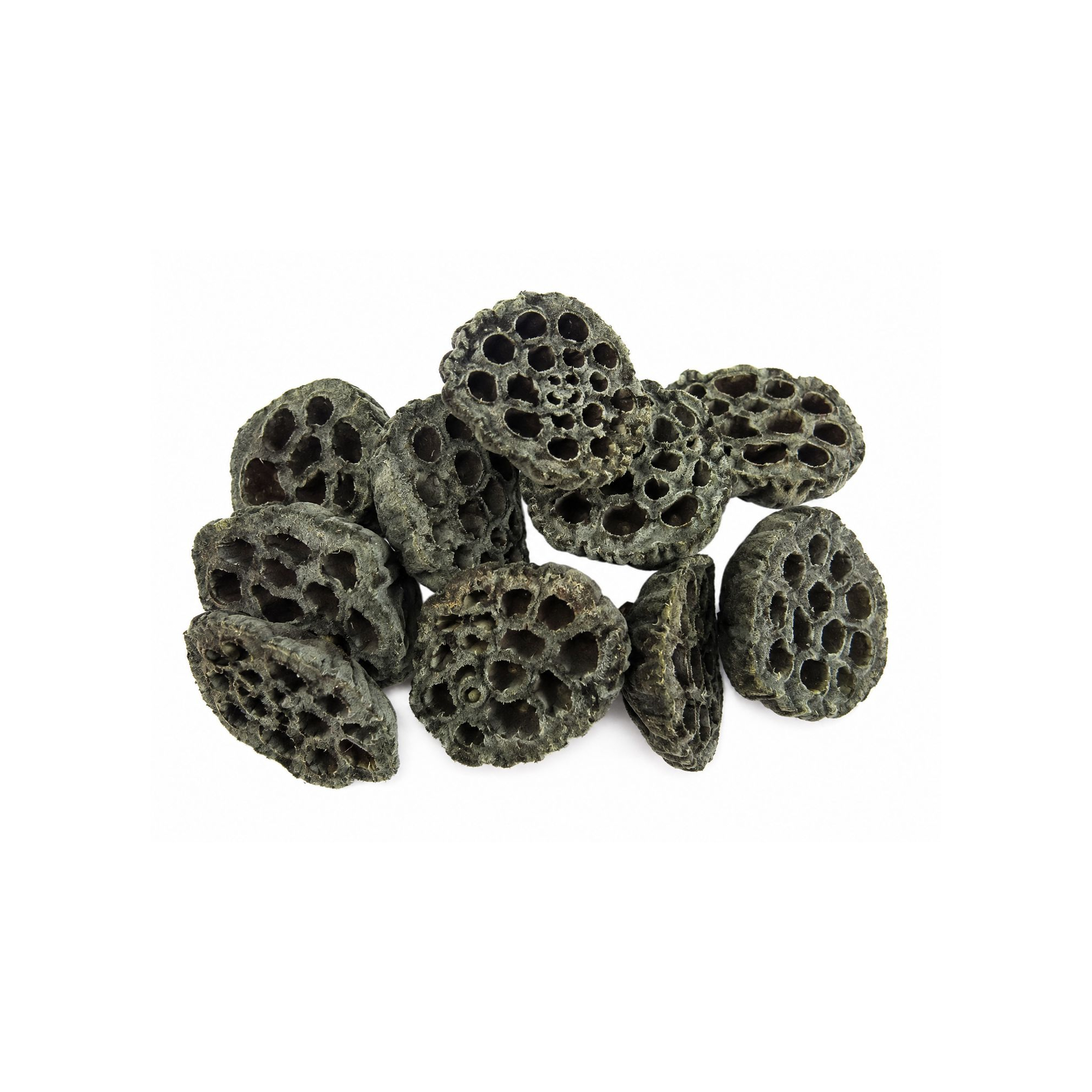 Termés Lotus Pod 6-8cm s/10 sötét zöld