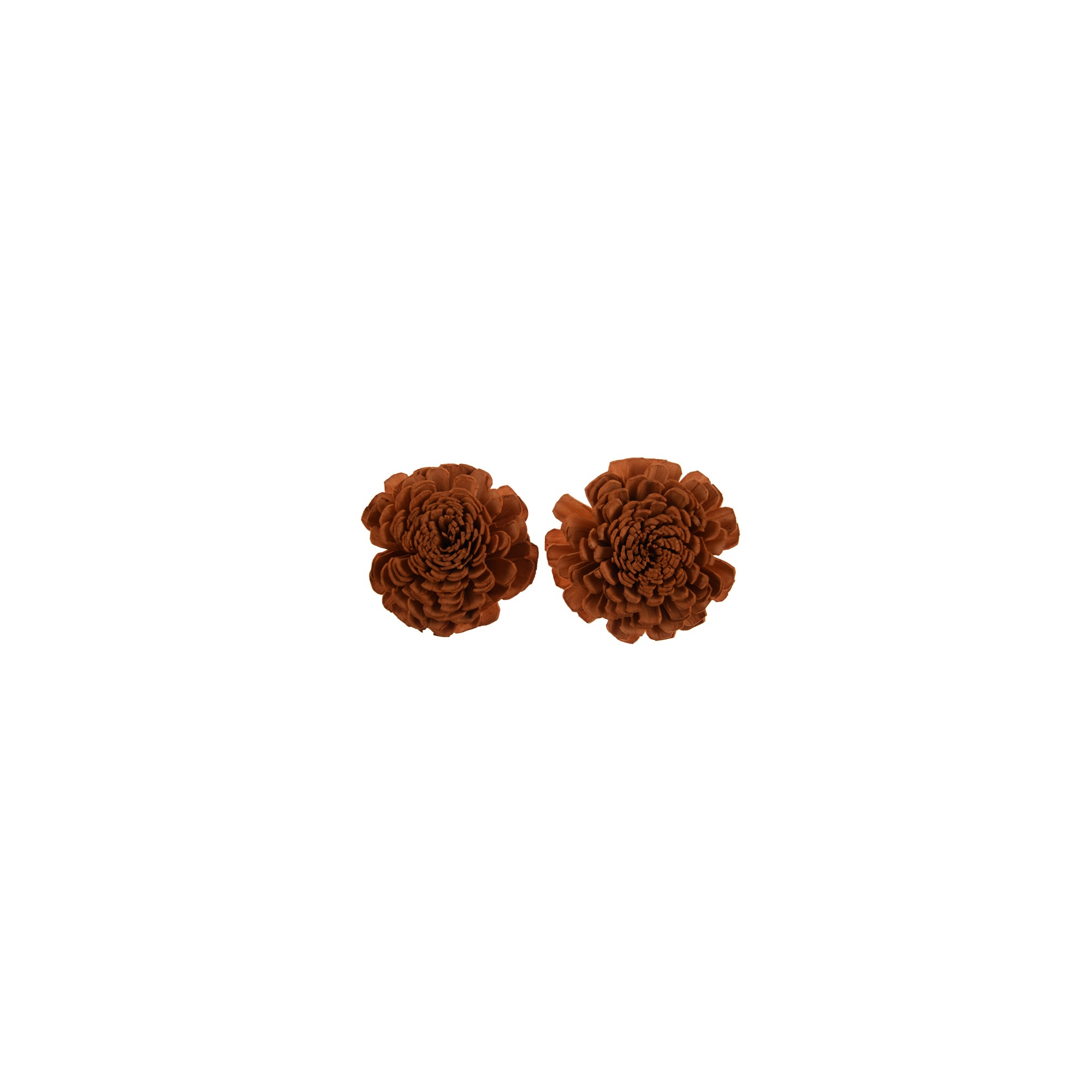 Termés Shola Flower 6cm s/4 barna
