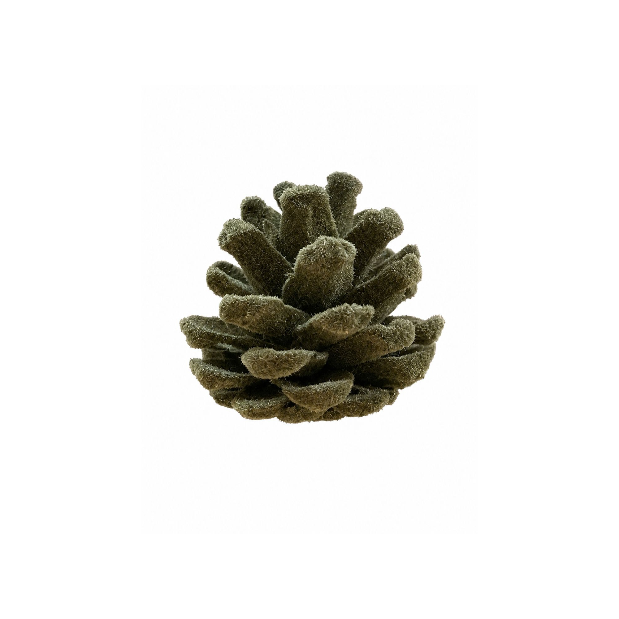 Termés toboz 5-7cm oliva zöld