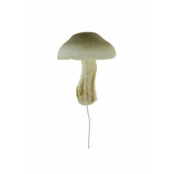 Gomba hab 5.5×7.5cm barna