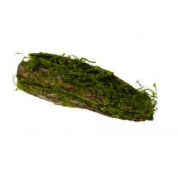 Fatörzs mohás 27cm zöld
