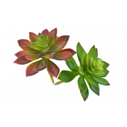 Selyemvirág Echeveria pozsgás 13cm több szín