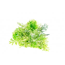 Selyemvirág leucospermum (tűpárna) csokor fehér