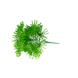 Selyemvirág leucospermum (tűpárna) csokor zöld