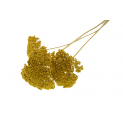 Szárazvirág Achillea csokor 70cm sárga