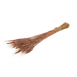 Szárazvirág búza 60-65cm 100gr lazac
