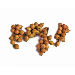 Termés Cannella 50g natúr