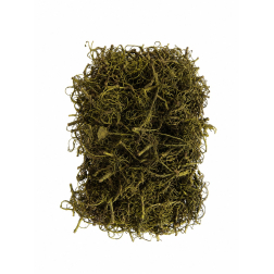 Termés Curly Moss 10dkg zöld