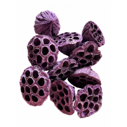 Termés Lotus Pod 6-8cm s/10 lila