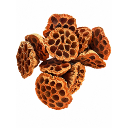 Termés Lotus Pod 6-8cm s/10 narancs