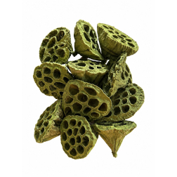 Termés Lotus Pod 6-8cm s/10 olivazöld