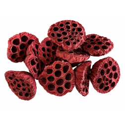 Termés Lotus Pod 6-8cm s/10 piros