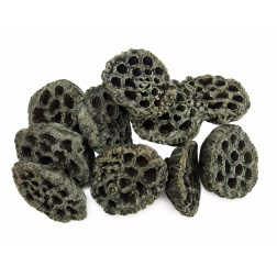 Termés Lotus Pod 6-8cm s/10 sötét zöld