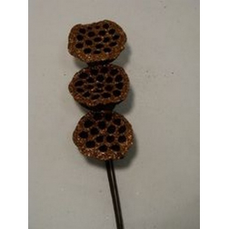 Termés lótusz 45cm s/3 glitteres barna