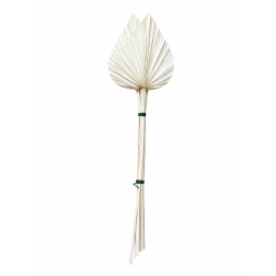 Termés Palm Spear s/5 fehér