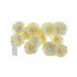 Termés Sola Sun Flower 6cm s/12 natúr