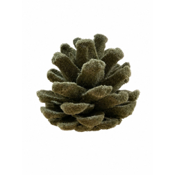 Termés toboz 5-7cm oliva zöld