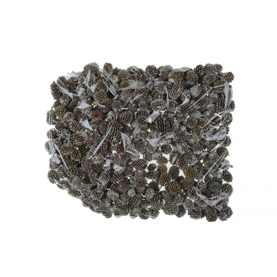 Casuarina havas (0015 3 202528956)