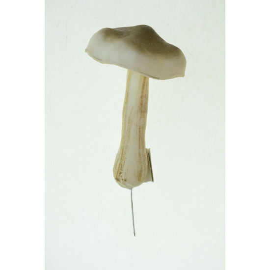 Gomba hab 7×12 cm barna