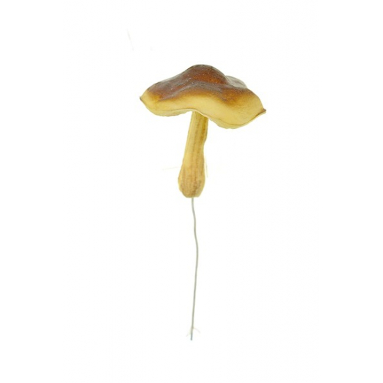 Gomba hab pikk 4.5cm széles kalapú barna
