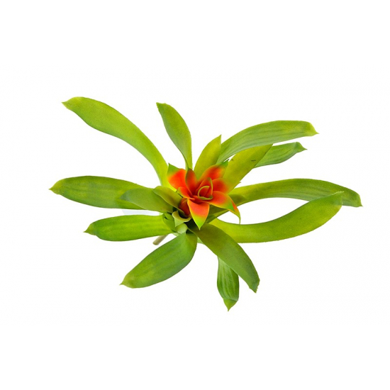 Műnövény guzmania 28cm zöld