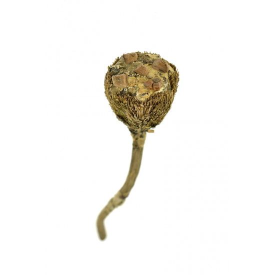 Protea fű/termés s/12 D4*15cm natúr Zmrst