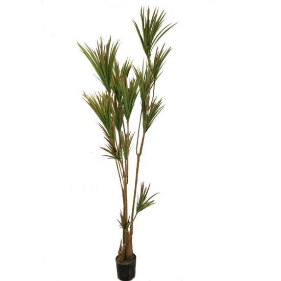 Selyemvirág dracéna 230cm cserepes zöld