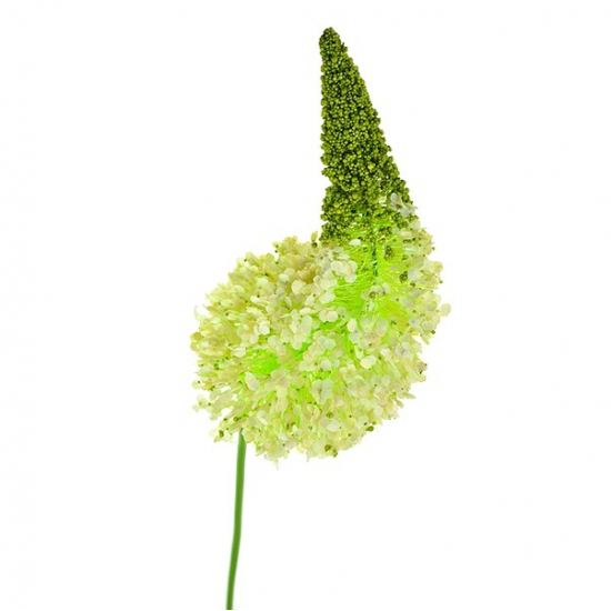 Selyemvirág eremurus 105cm zöld/fehér