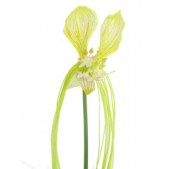 Selyemvirág tacca 75cm