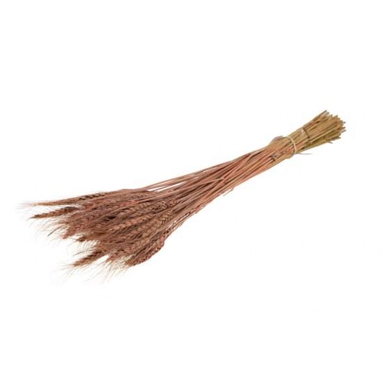 Szárazvirág búza 60-65cm 100gr lazac