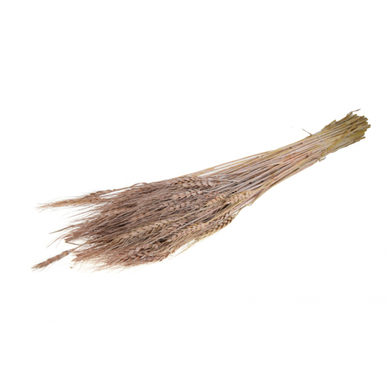 Szárazvirág búza 60-65cm 100gr rózsaszín