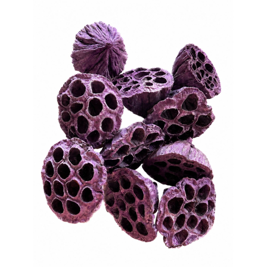 Termés Lotus Pod 6-8cm s/10 lila