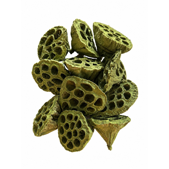 Termés Lotus Pod 6-8cm s/10 olivazöld