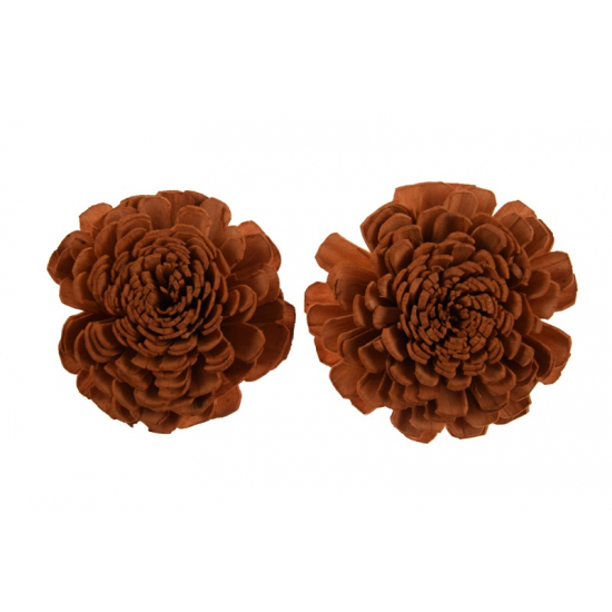 Termés Shola Flower 6cm s/4 barna