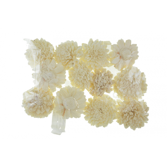 Termés Shola Zinnia 6cm fehér s/12