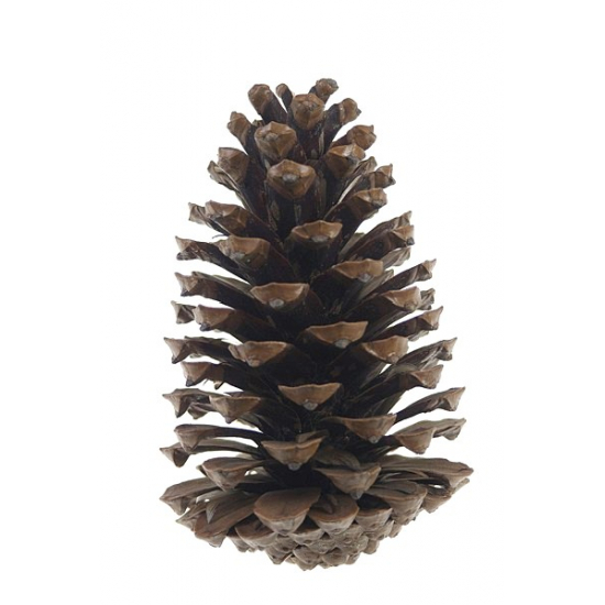 Toboz Maritima 13-18cm natúr db!