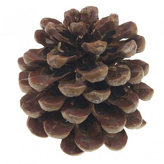 Toboz Maritima 8-12cm natúr db!